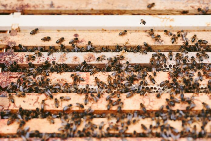bees producing honey on honeycombs in yard