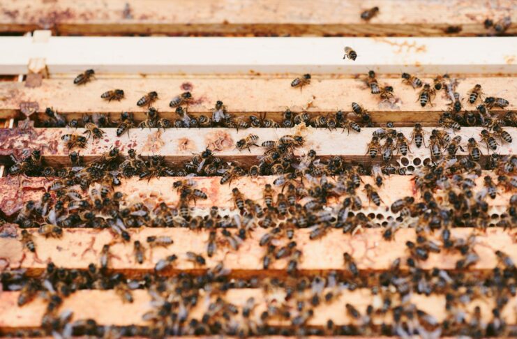 bees producing honey on honeycombs in yard